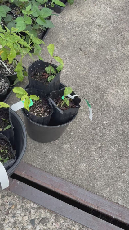 1 Paw Paw Tree- only Organic Pesticides Used, in 12” deep-root pot, 2nd  year tree (Dormant losing/no leaves)