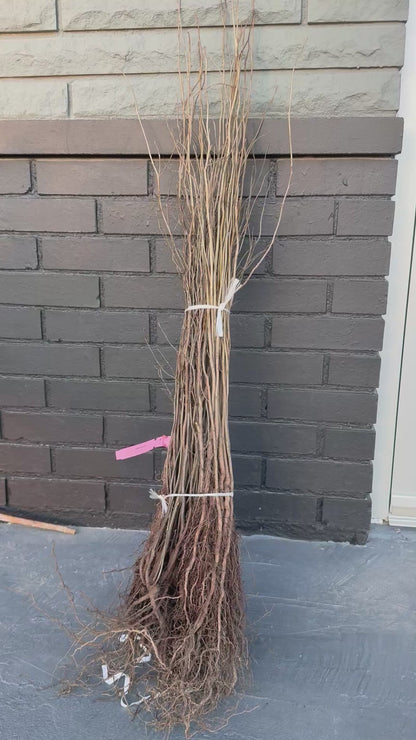 2-18” Spice Bush/Tree-Fragrant & Beautiful! Butterfly Gardens & Gorgeous Smelling & a usable Spice!