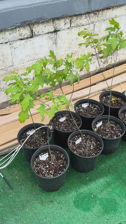 30” Pin Oak- one of the Prettiest Oak Trees in 2-3 gallon pots