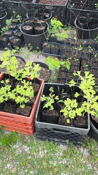 1 GINKGO BILOBA deep potted Tree- an Herb for the Mind “Fishtail Shaped” Maidenhair-Fall Leaves