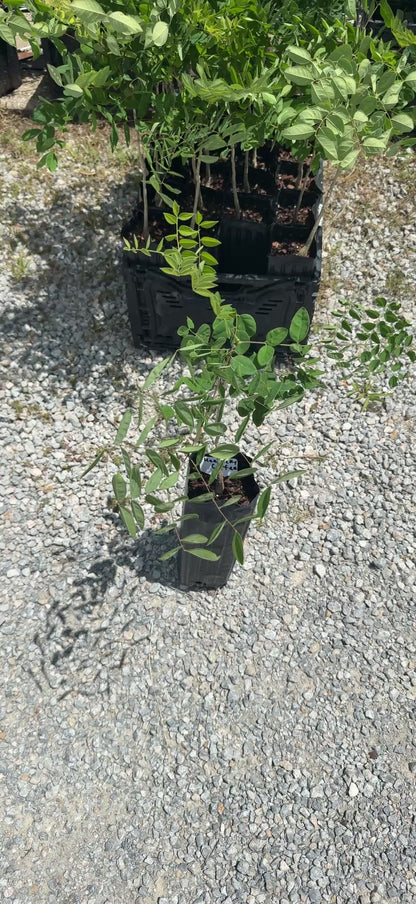 1 Kentucky Coffee Tree 4x12” Tree-pot