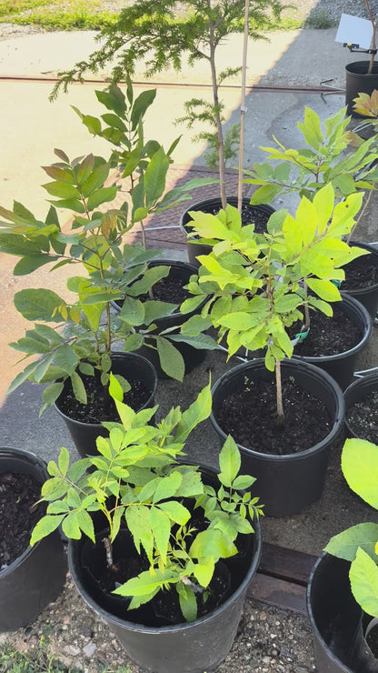 Pecan Tree Seedling- from "Deer Stand", Ultra-Northern Variety 2-3 gallon pots
