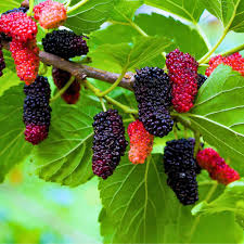 Choice Bareroot Trees-for Fruit, Nuts, Butterflies, Birds & Bees