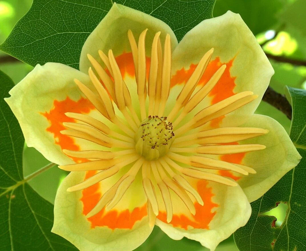 (1) 24" Yellow Tulip Poplar/Magnolia-Butterflies, Birds & Bees (Bareroot)