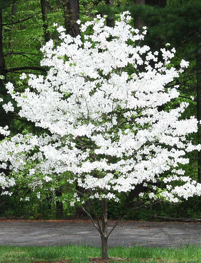 Choice Bareroot Trees-for Fruit, Nuts, Butterflies, Birds & Bees